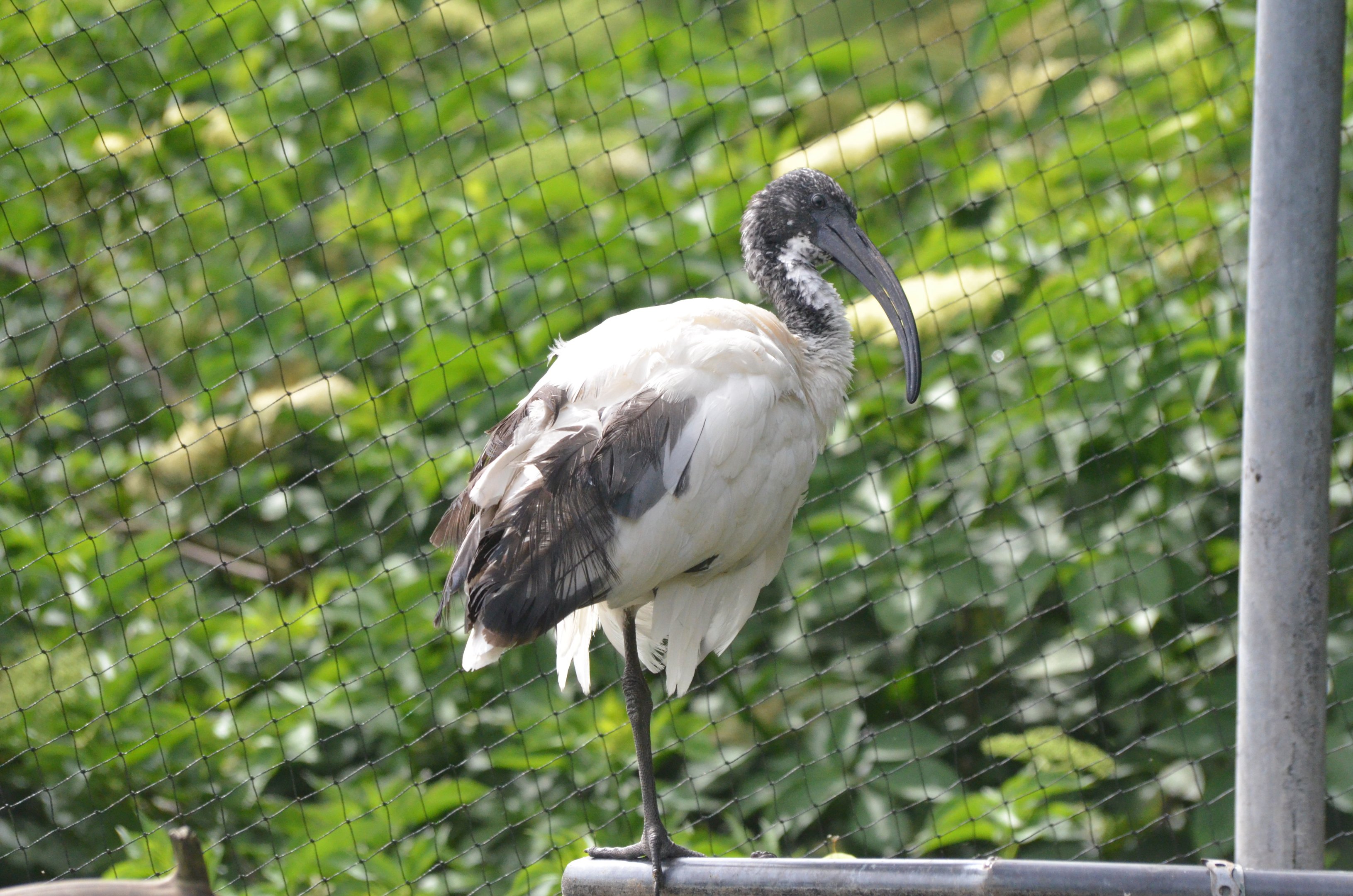 Oriental White Ibis at Thrigby Hall, 10/06/17