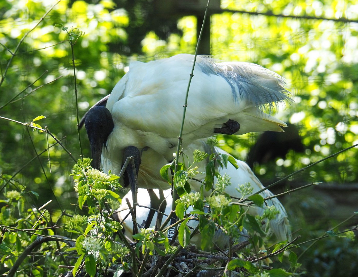 Oriental white ibis (Threskiornis melanocephalus), 2021-06-01
