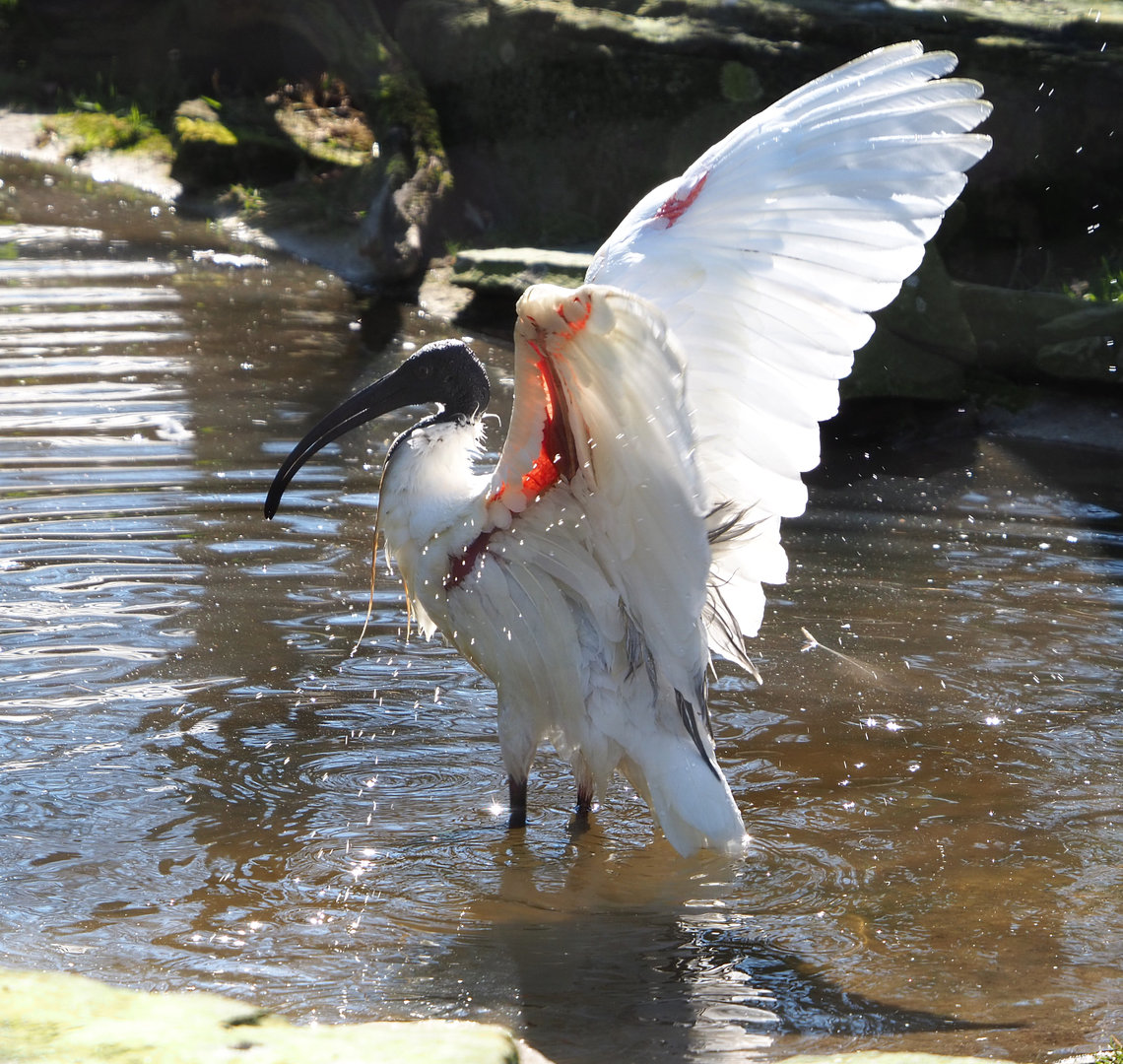 Oriental white ibis (Threskiornis melanocephalus), 2022-03-08