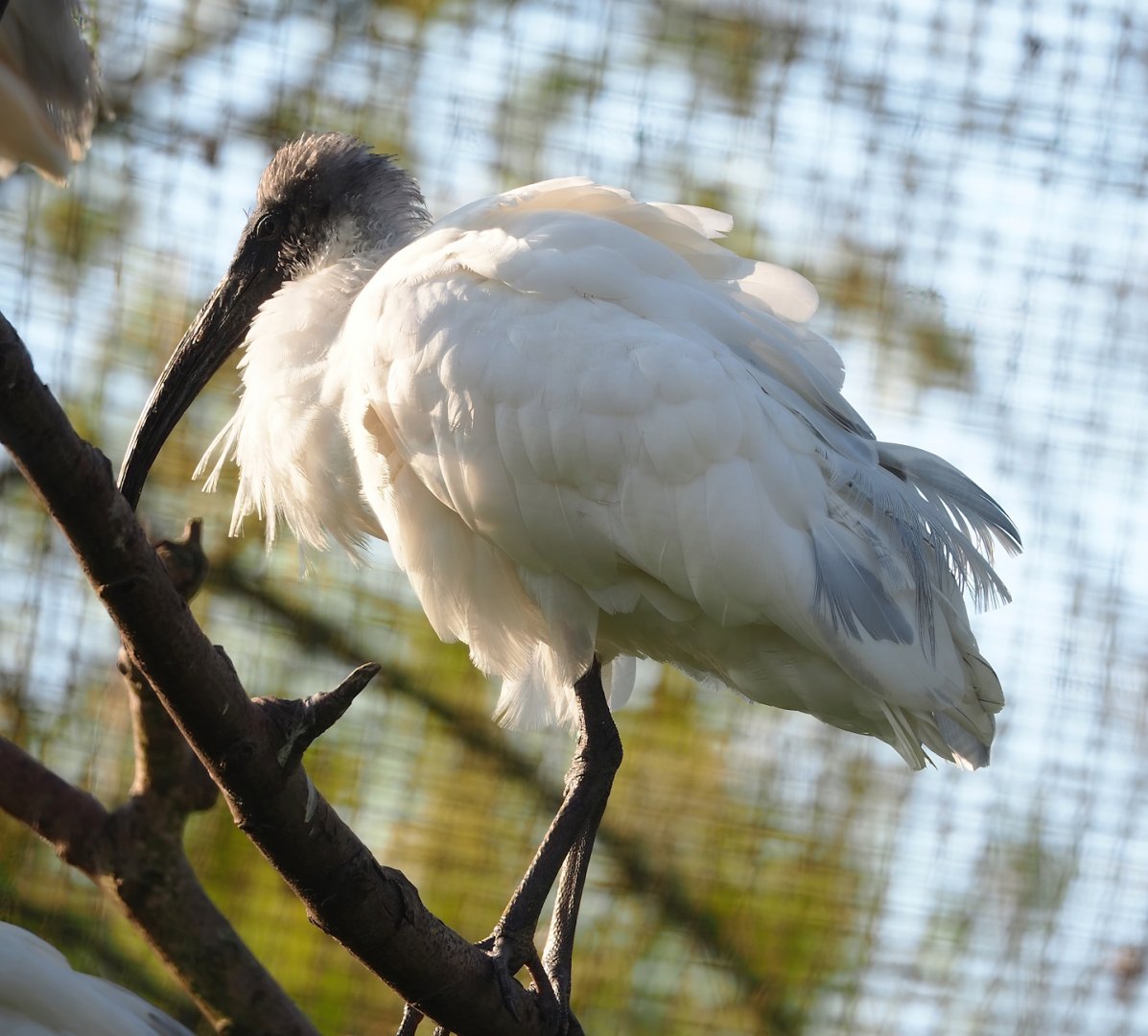 Oriental white ibis (Threskiornis melanocephalus), 2023-04-18