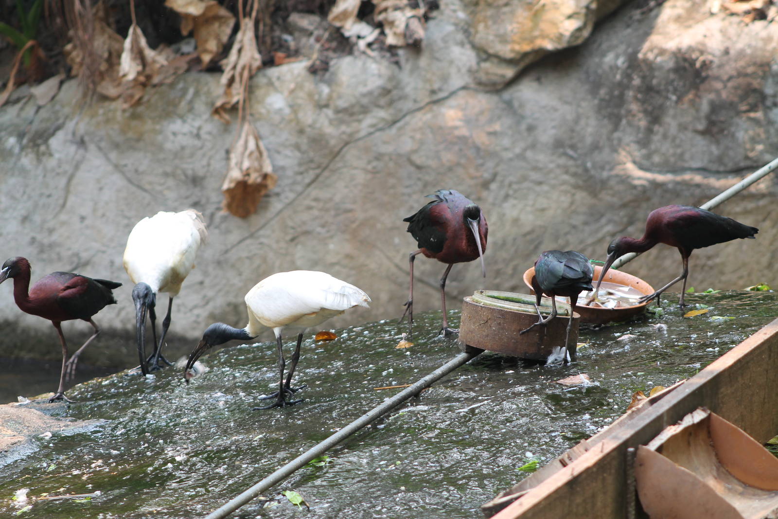 Oriental white ibis (Threskiornis melanocephalus) and glossy ibis (Plegadis