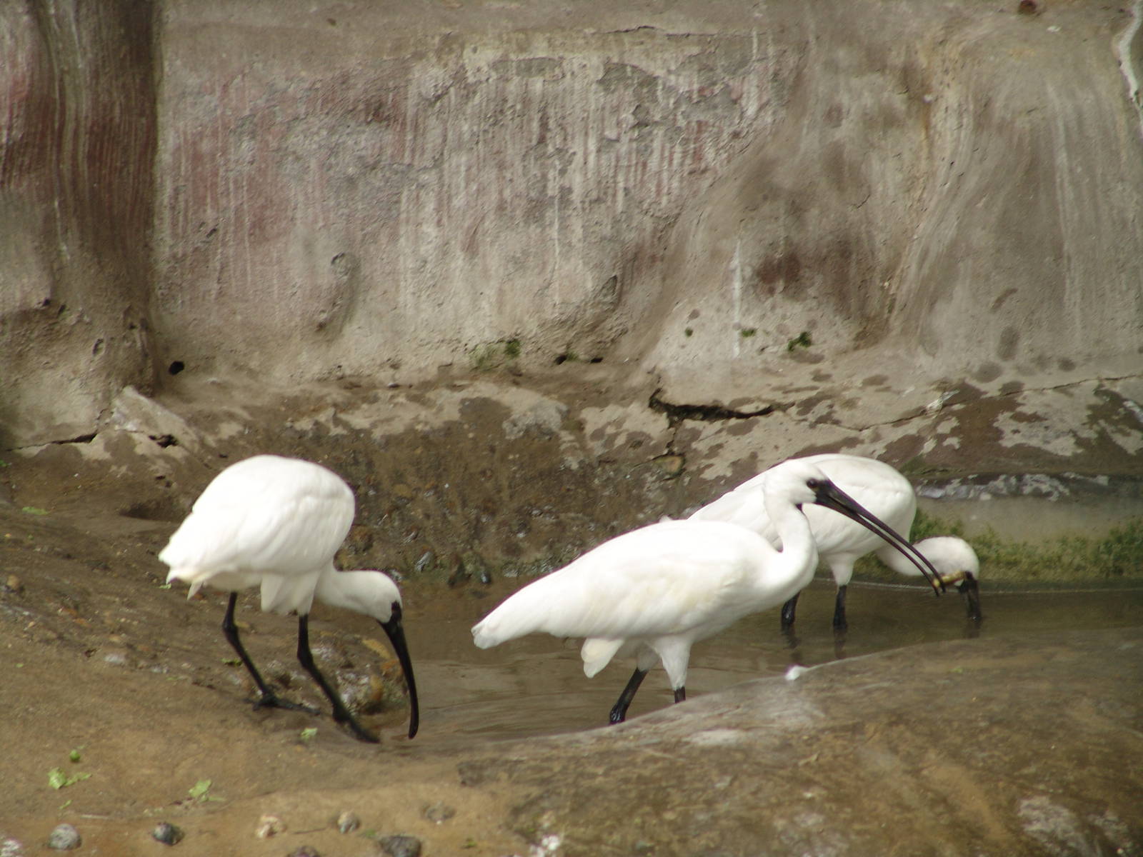 Oriental White Ibis (Threskiornis melanocephalus)???