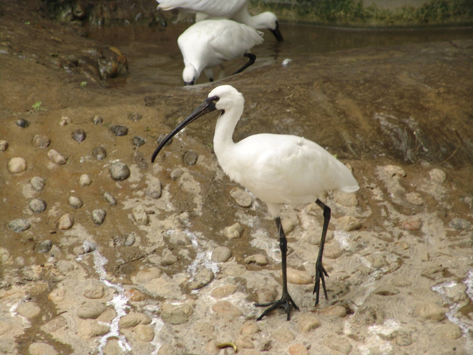 Oriental White Ibis (Threskiornis melanocephalus)???