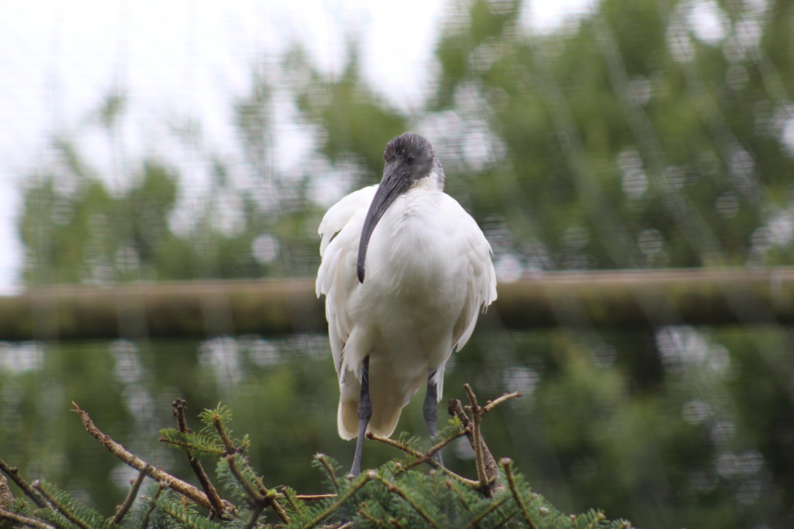 Oriental White Ibis