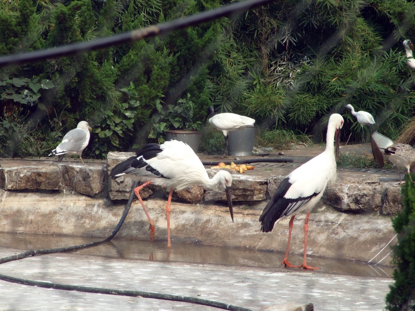 Oriental White Stork and Black-headed Ibis