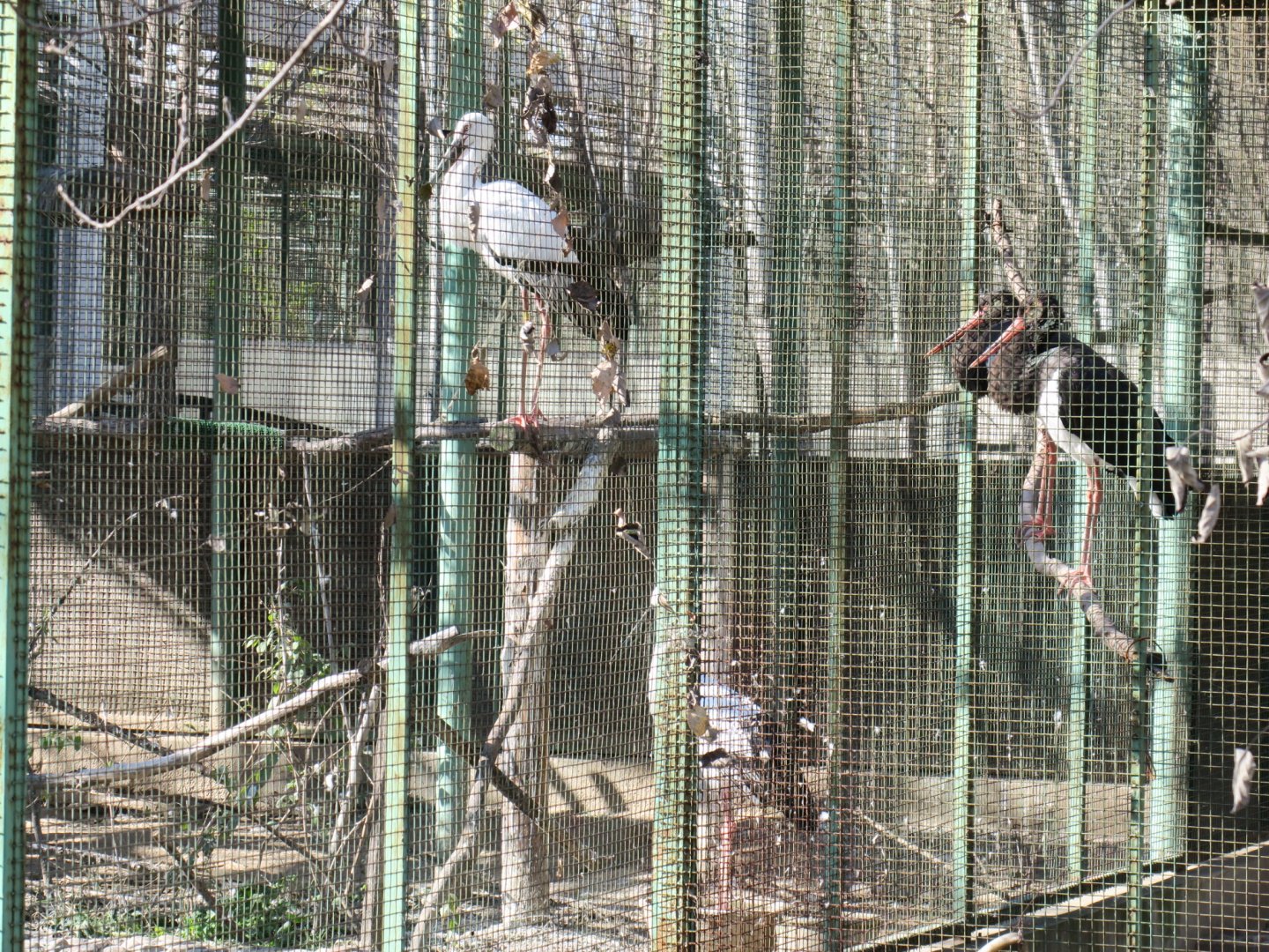 Oriental white stork and black stork