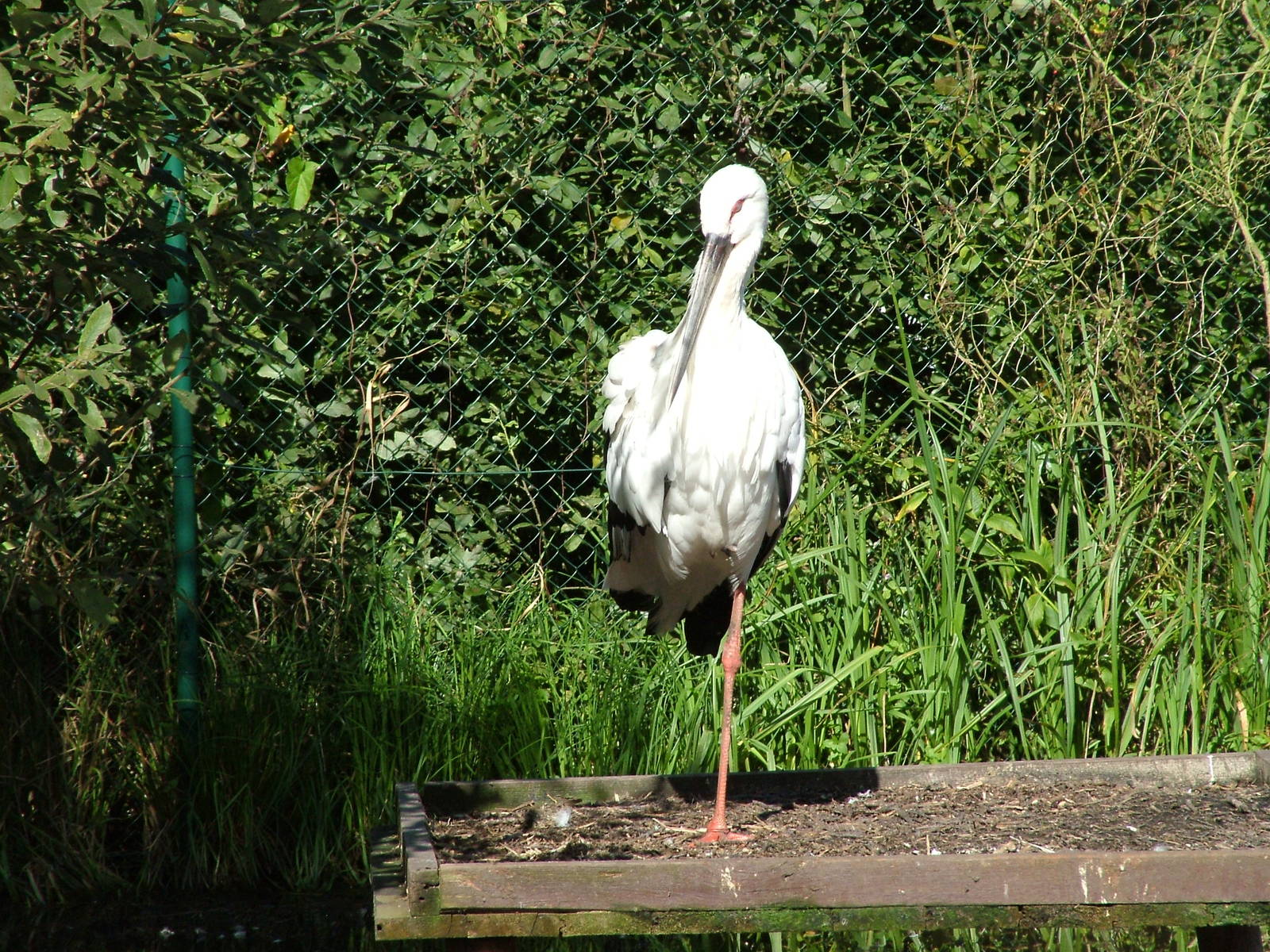 Oriental White Stork at Niendorf 05/09/07