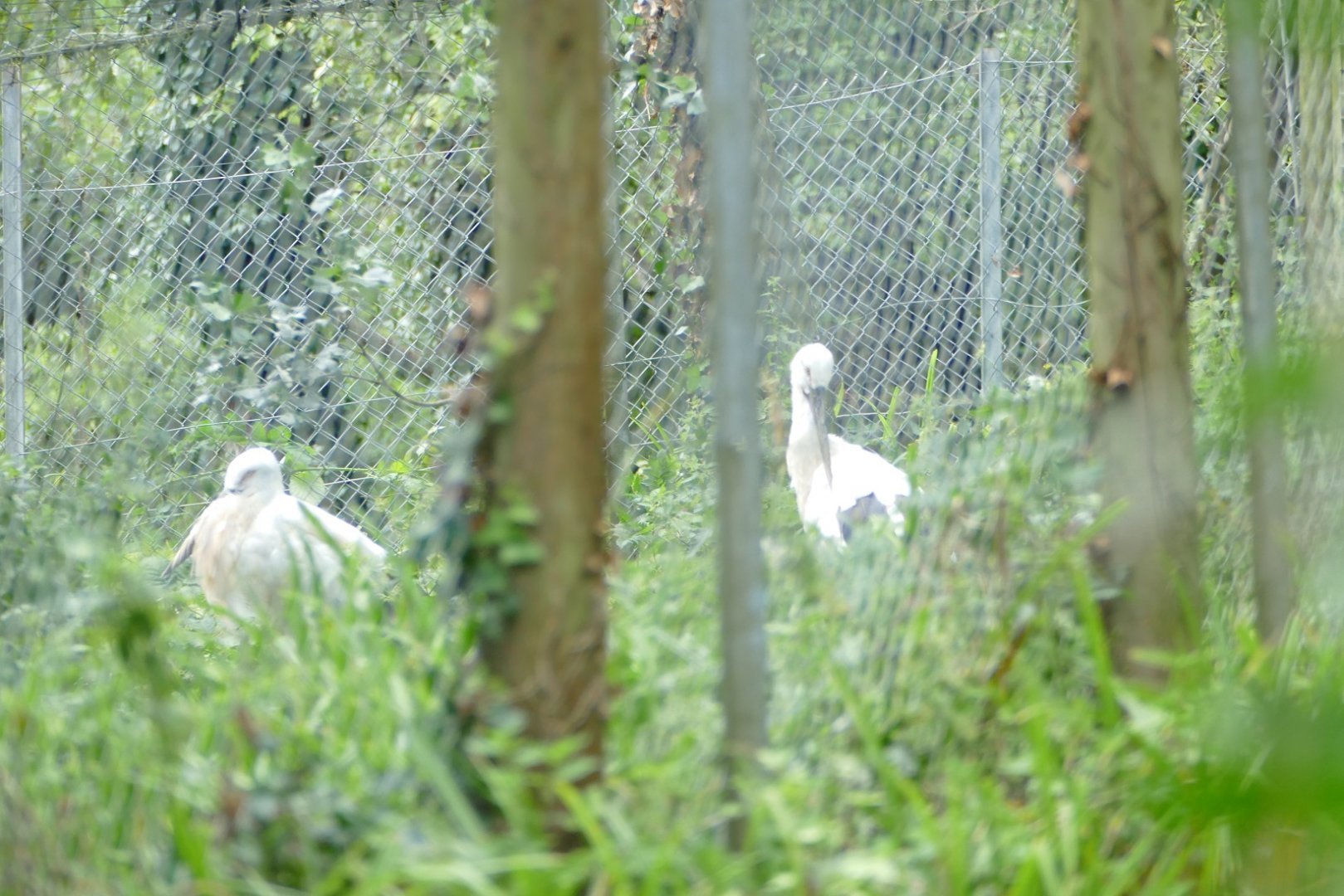 Oriental white stork, August 2020