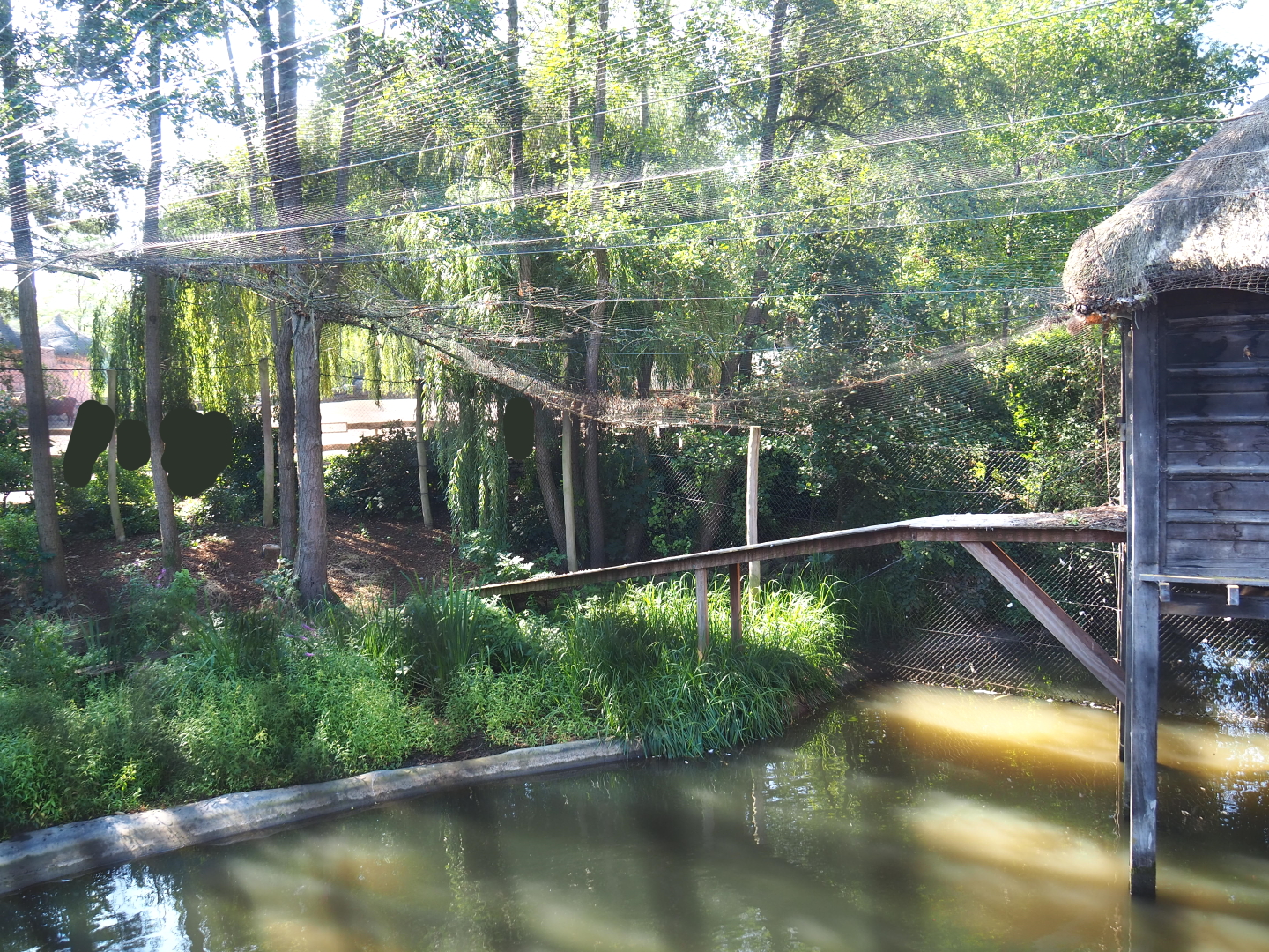 Oriental white stork aviary, 2021-09-03