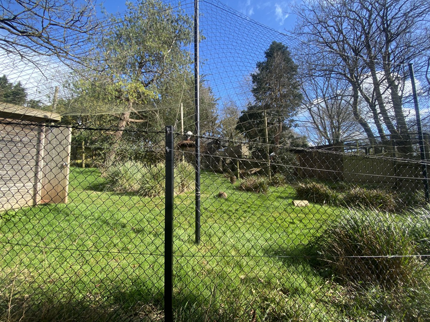 Oriental white stork aviary 240222