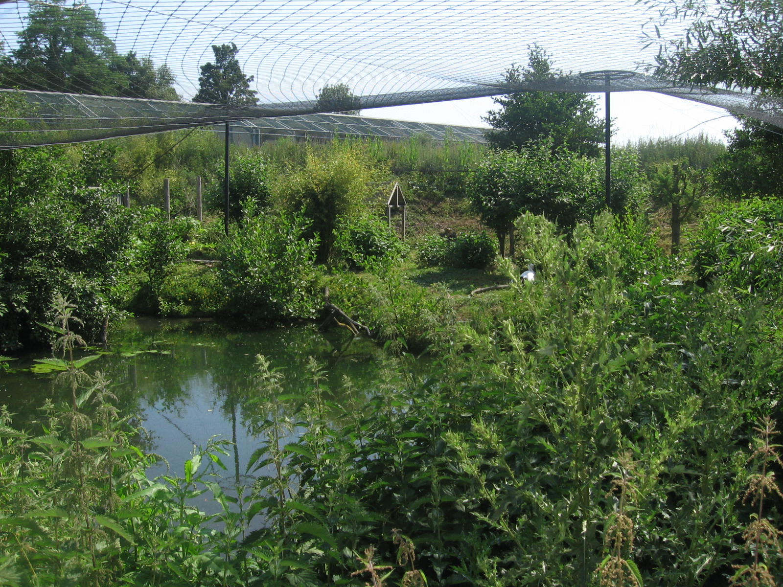Oriental white stork aviary