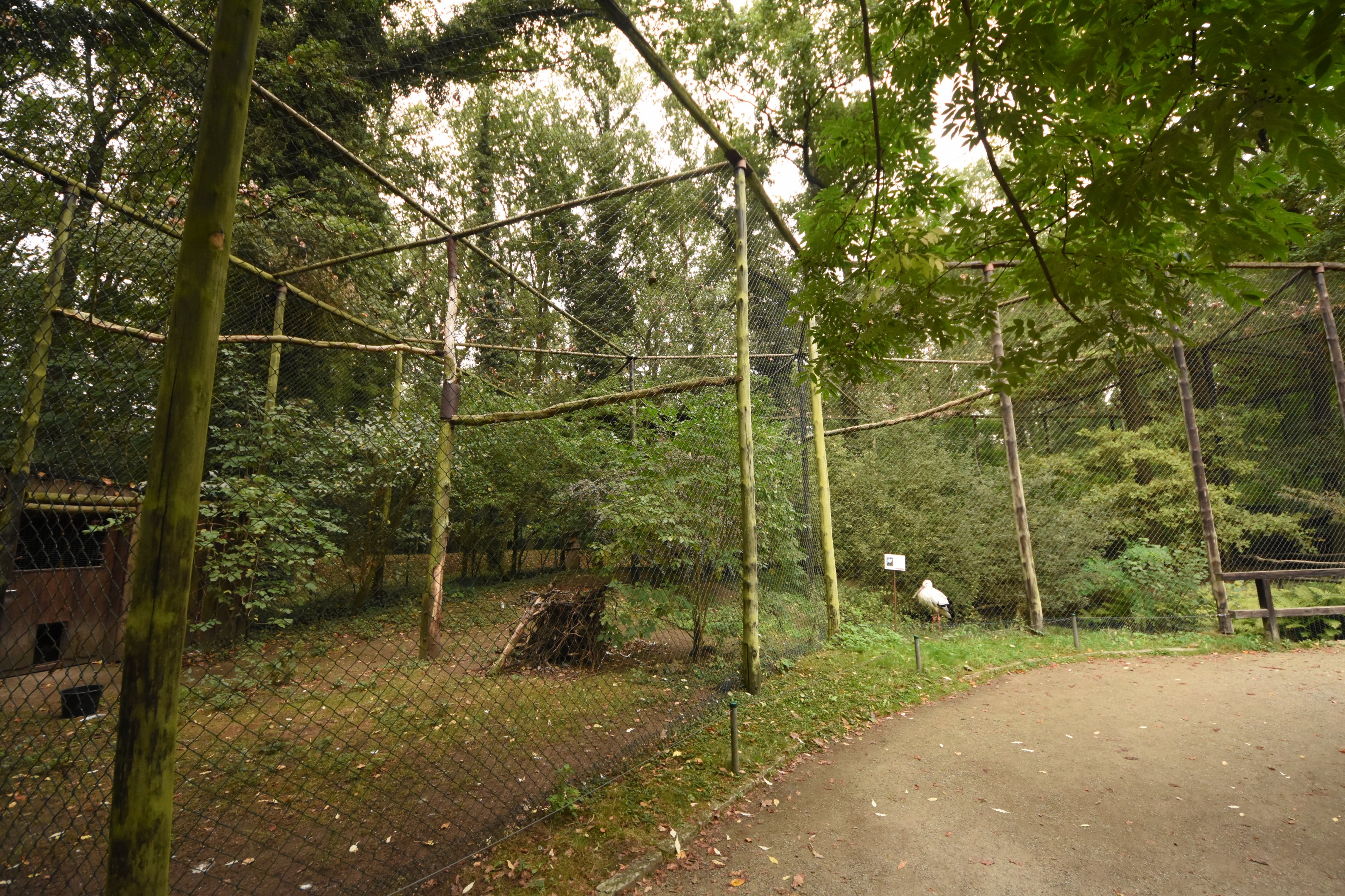 Oriental white stork aviary