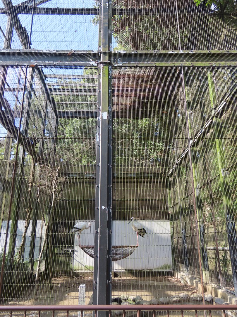 Oriental white stork aviary