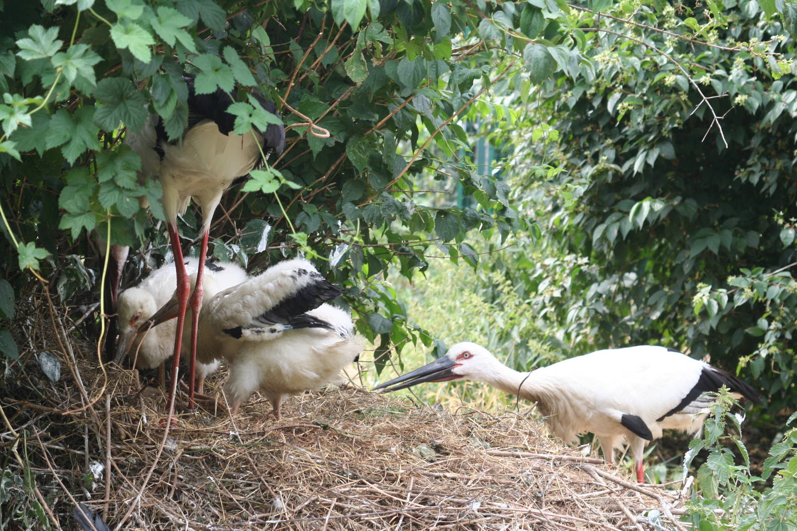 Oriental white stork - Berlin tierpark 08