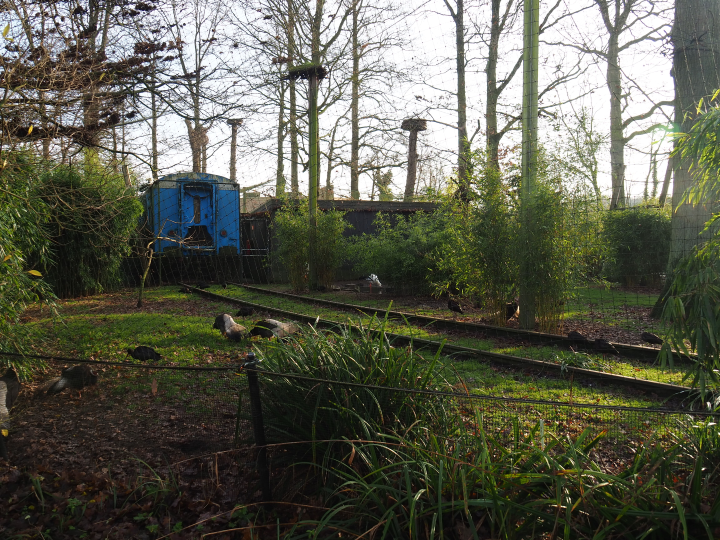 Oriental white stork/Brown eared pheasant/Glossy ibis aviary,  2019-12-28