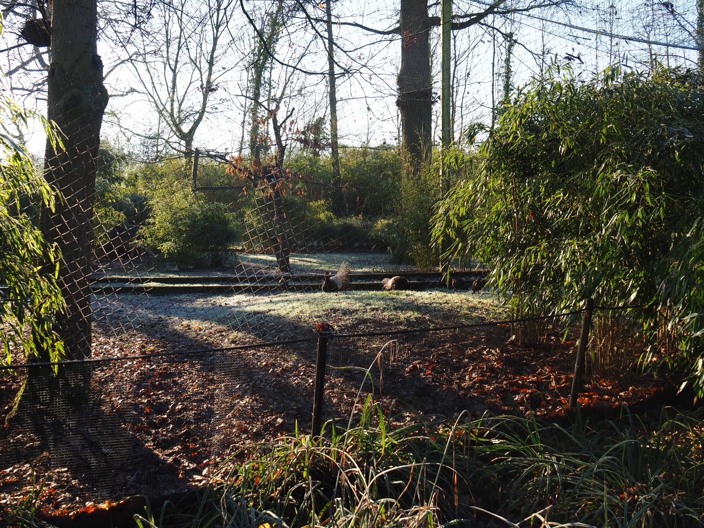 Oriental white stork - Brown eared pheasant - Glossy ibis - White-winged duck aviary (Jan 20th, 2019)