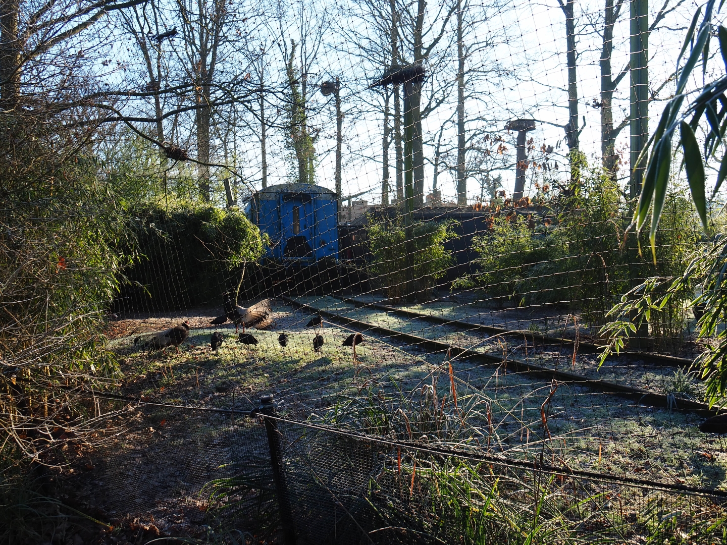 Oriental white stork - Brown eared pheasant - Glossy ibis - White-winged duck aviary (Jan 20th, 2019)