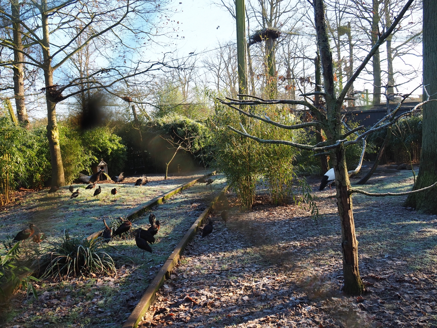 Oriental white stork - Brown eared pheasant - Glossy ibis - White-winged duck aviary (Jan 20th, 2019)