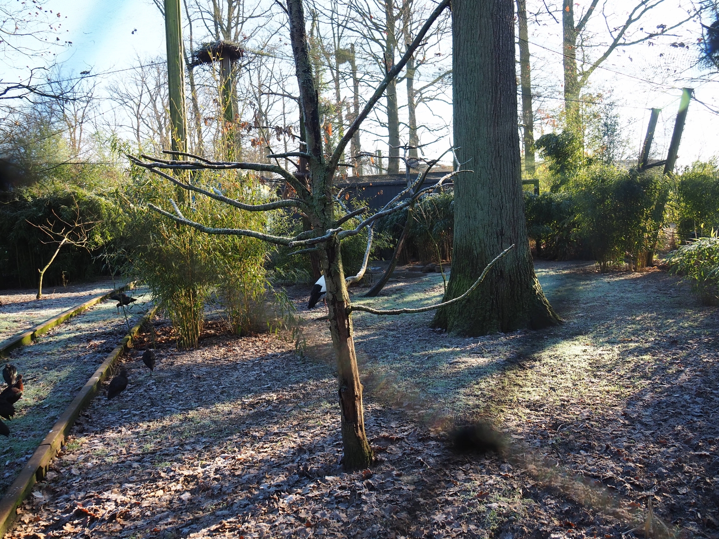 Oriental white stork - Brown eared pheasant - Glossy ibis - White-winged duck aviary (Jan 20th, 2019)