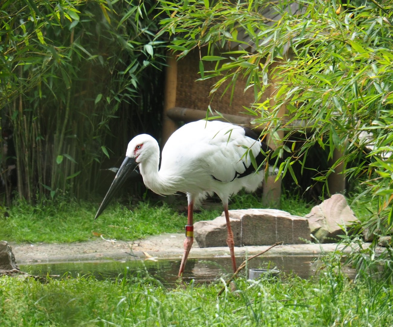 Oriental white stork (Ciconia boyciana), 2019-06-26