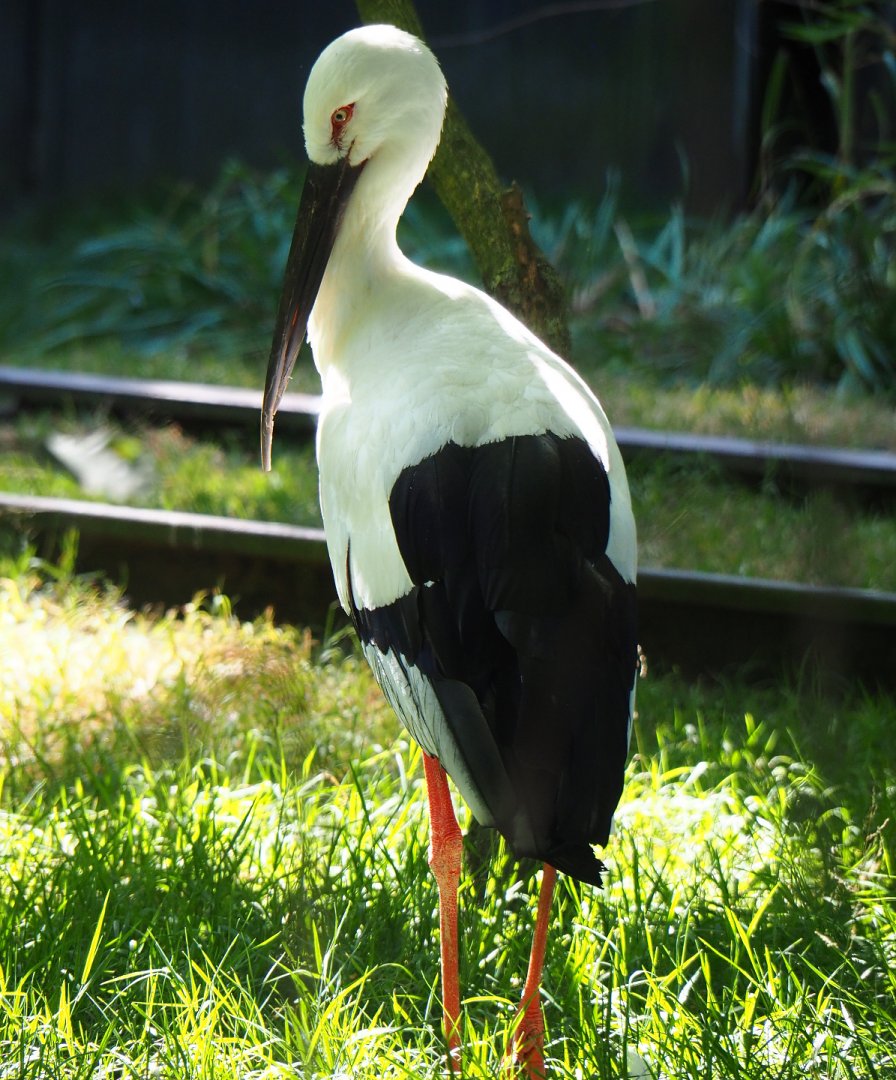Oriental white stork (Ciconia boyciana), 2019-07-23
