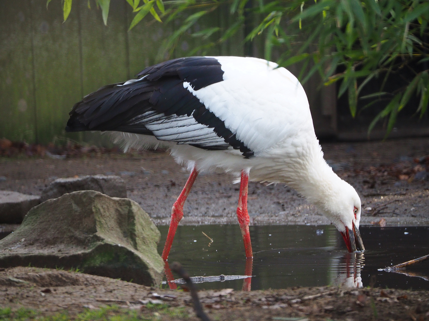 Oriental white stork (Ciconia boyciana), 2019-12-28