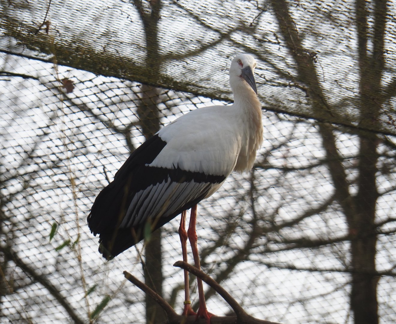 Oriental white stork (Ciconia boyciana), 2020-01-11