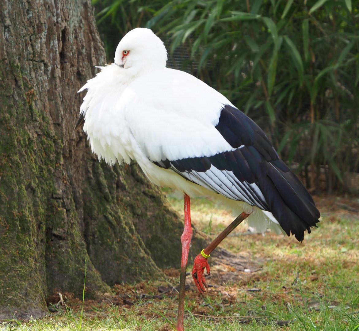 Oriental white stork (Ciconia boyciana), 2020-05-23