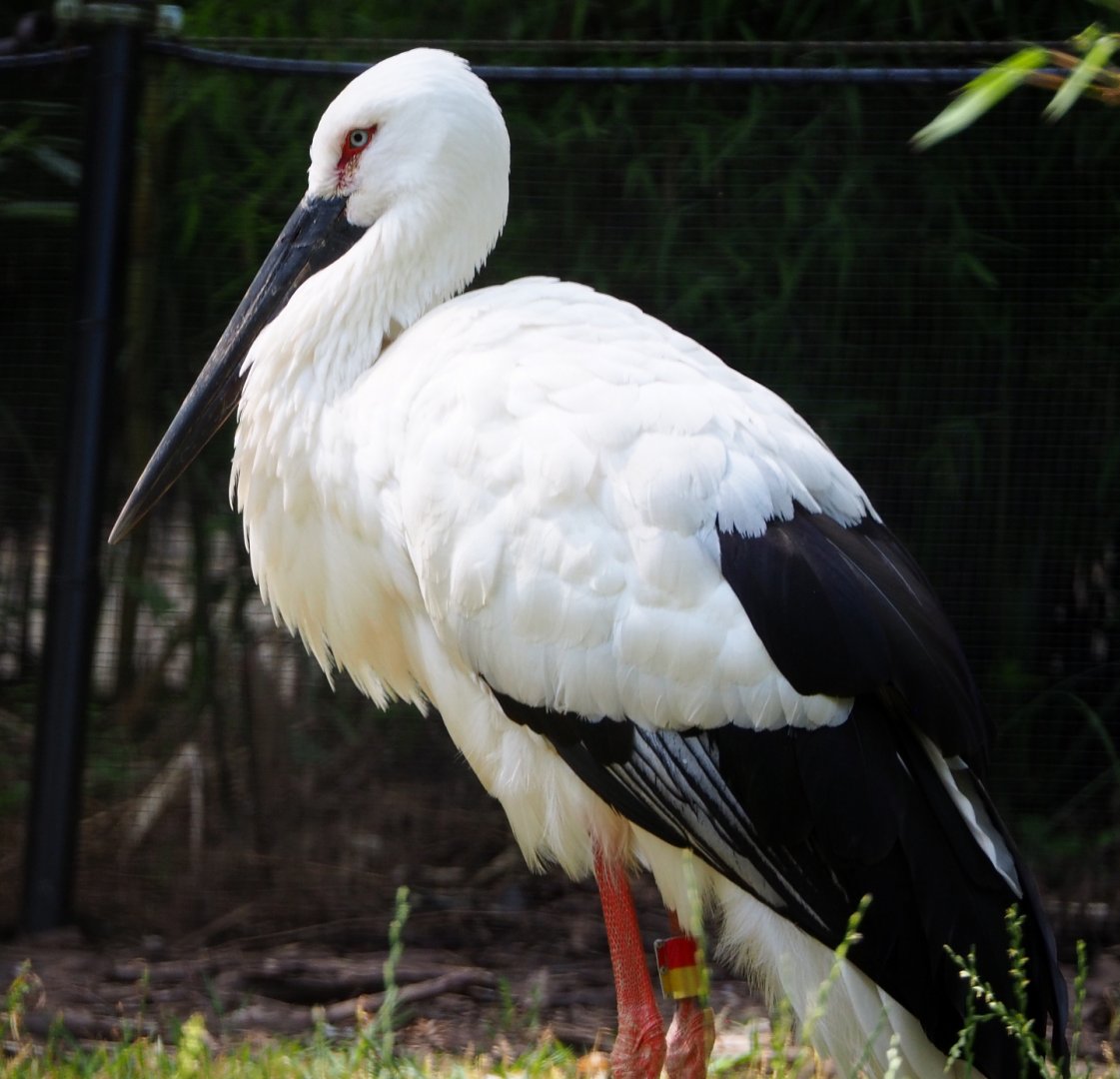 Oriental white stork (Ciconia boyciana), 2020-06-12
