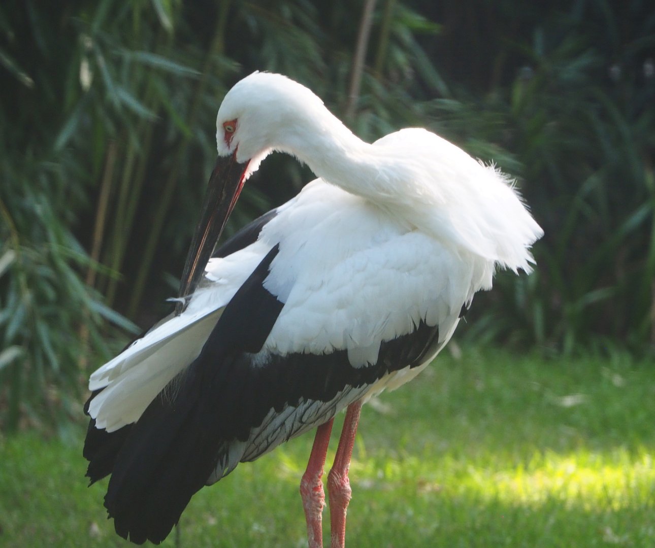 Oriental white stork (Ciconia boyciana), 2020-09-16