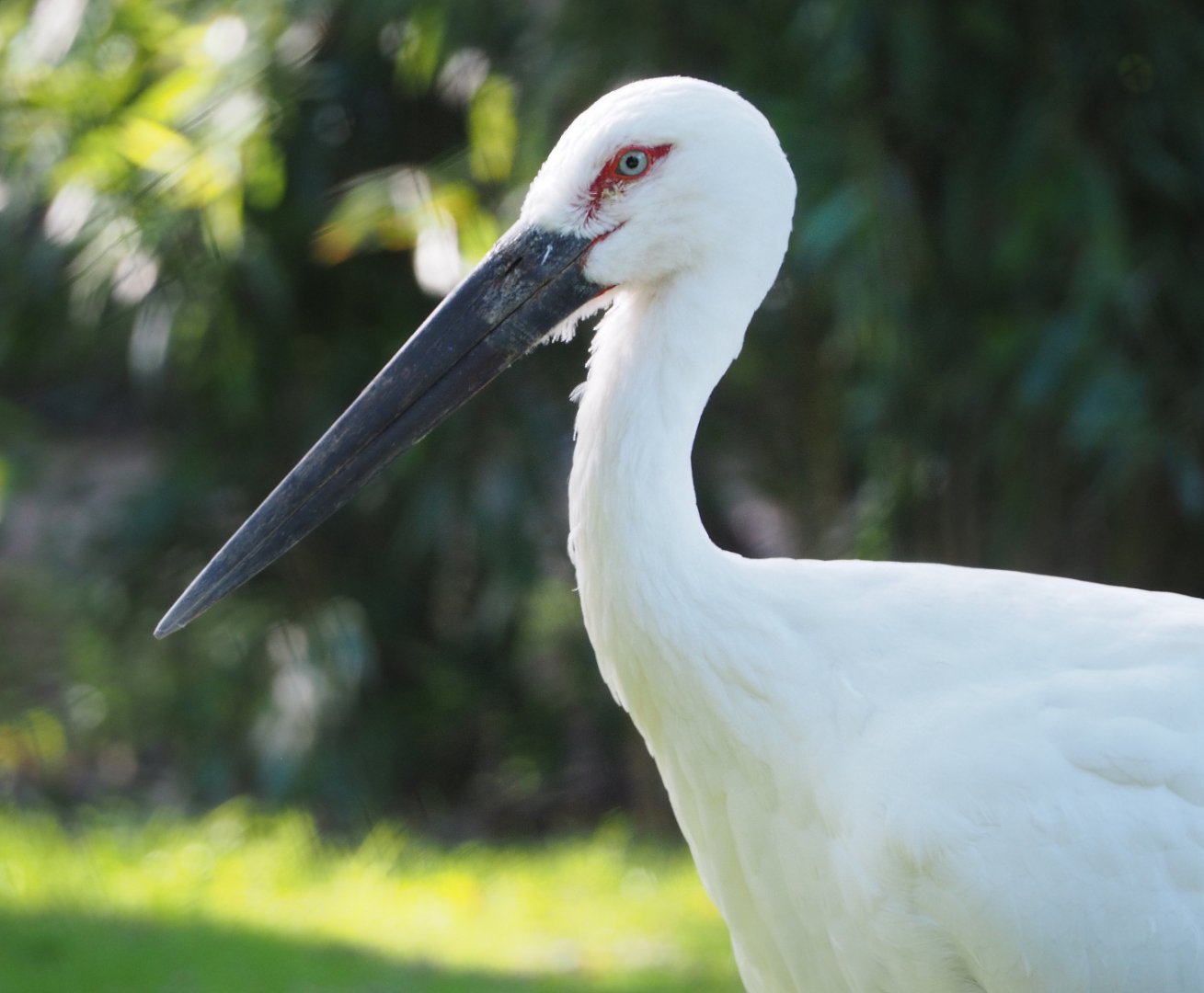 Oriental white stork (Ciconia boyciana), 2020-10-10