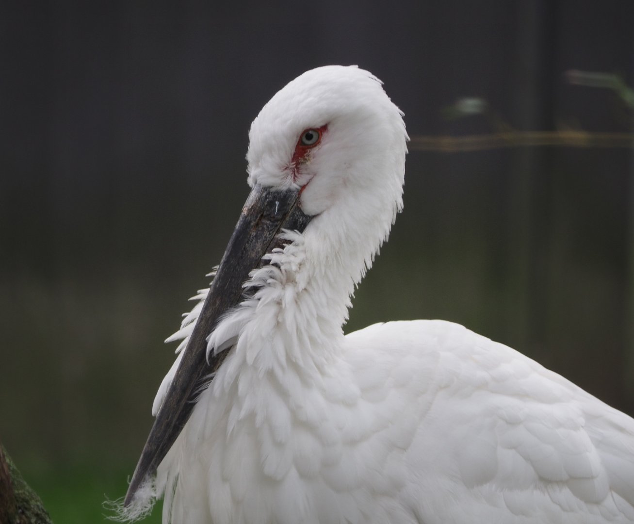 Oriental white stork (Ciconia boyciana), 2020-10-19