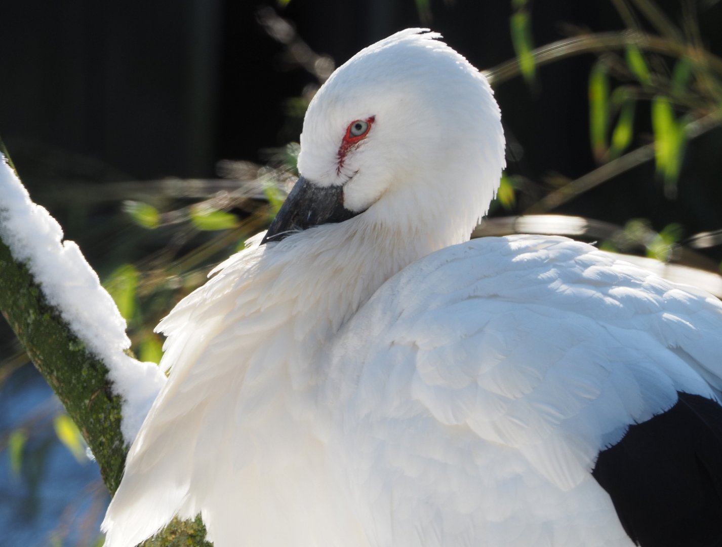 Oriental white stork (Ciconia boyciana), 2021-02-14