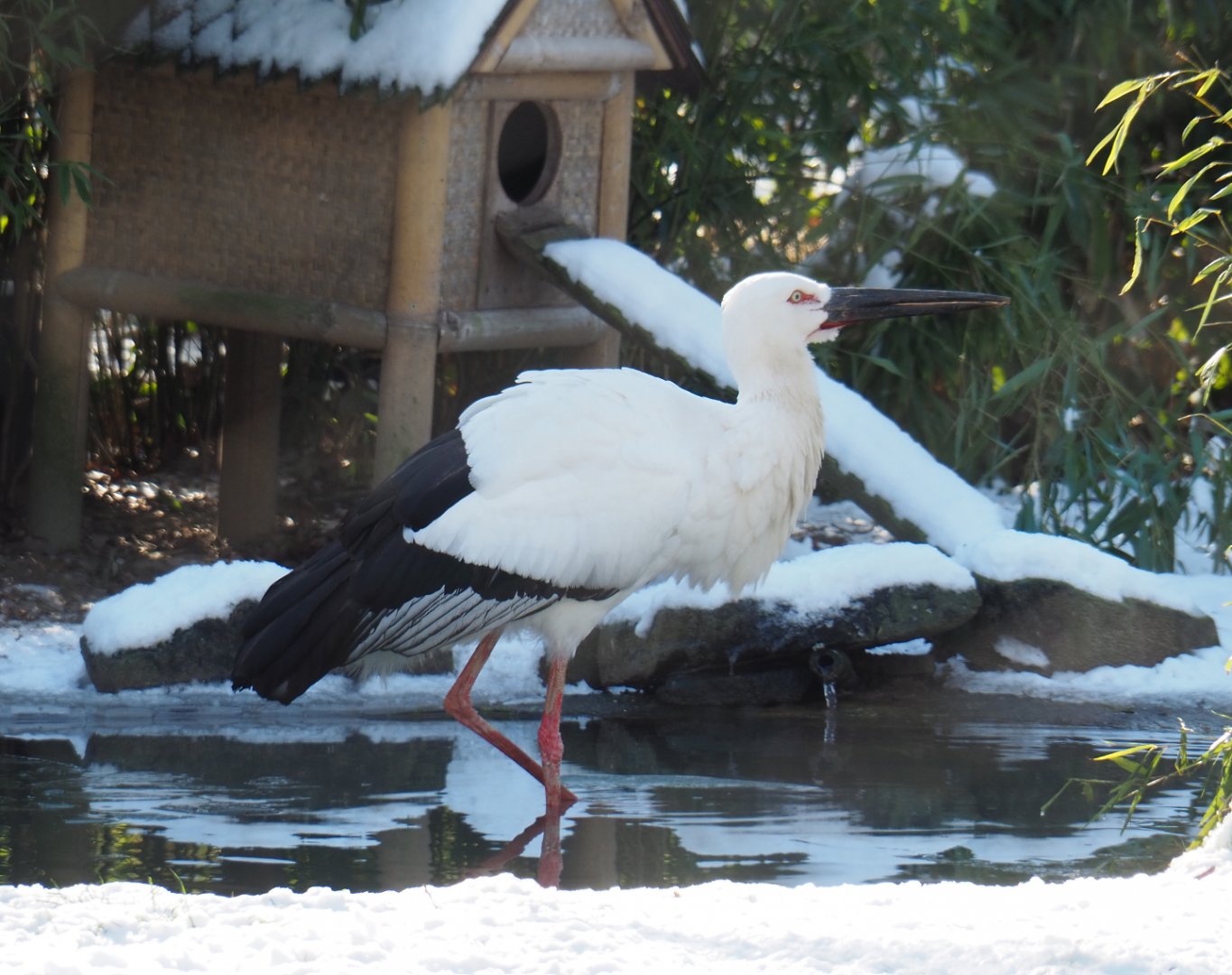Oriental white stork (Ciconia boyciana), 2021-02-14