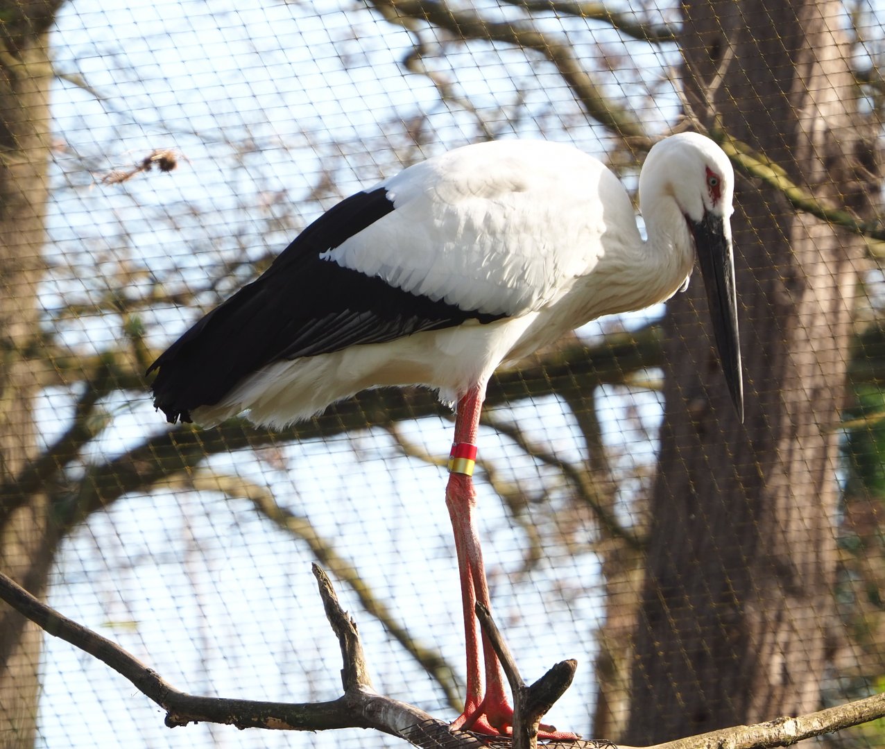 Oriental white stork (Ciconia boyciana), 2021-02-23