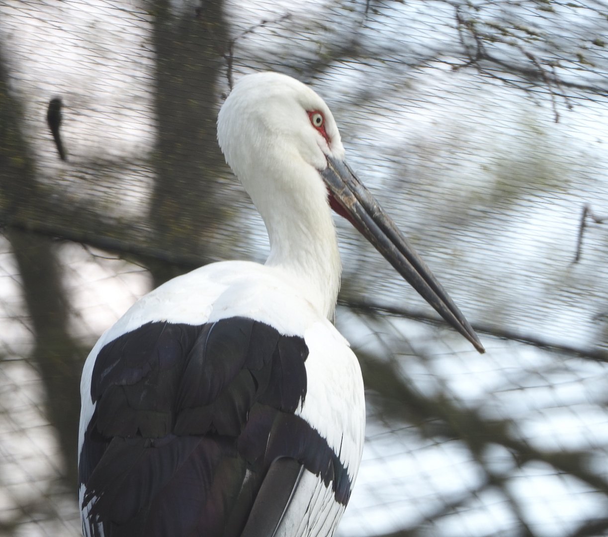 Oriental white stork (Ciconia boyciana), 2021-04-20