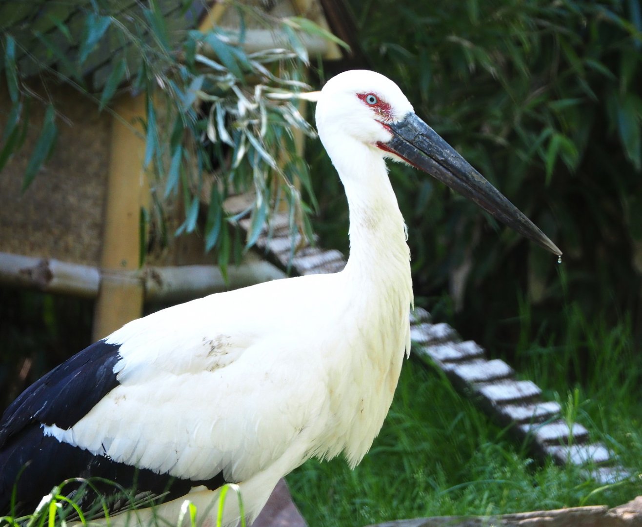 Oriental white stork (Ciconia boyciana), 2021-06-01