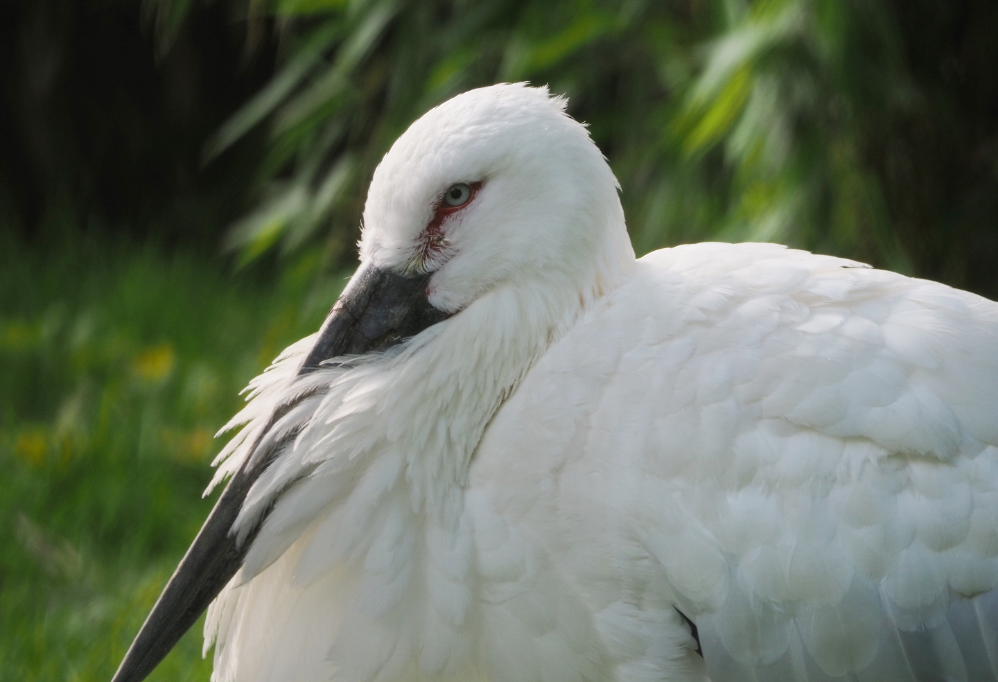 Oriental white stork (Ciconia boyciana), 2021-07-20