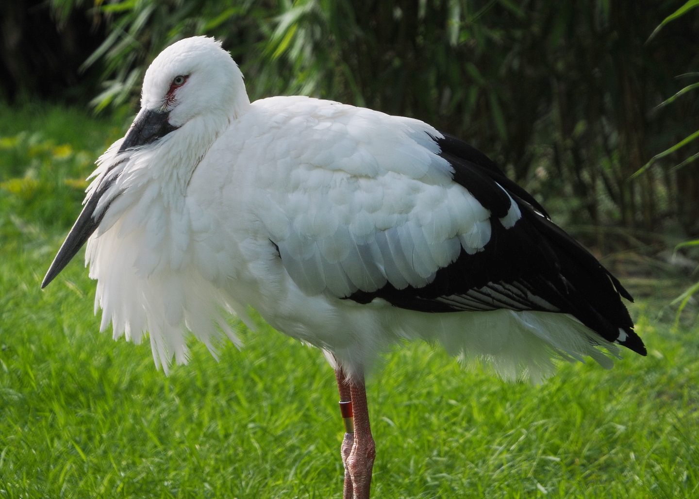 Oriental white stork (Ciconia boyciana), 2021-07-20