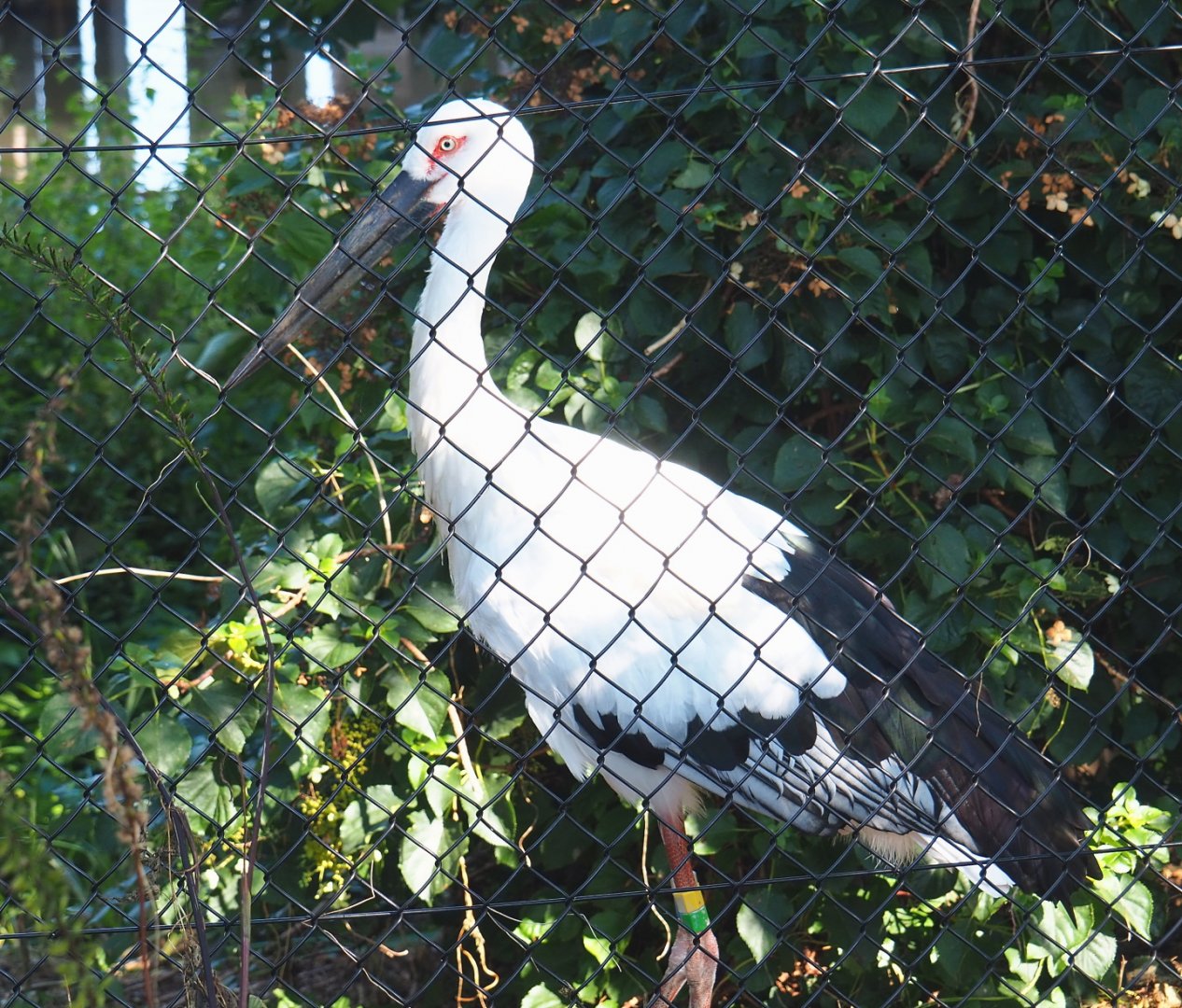 Oriental white stork (Ciconia boyciana), 2021-09-03