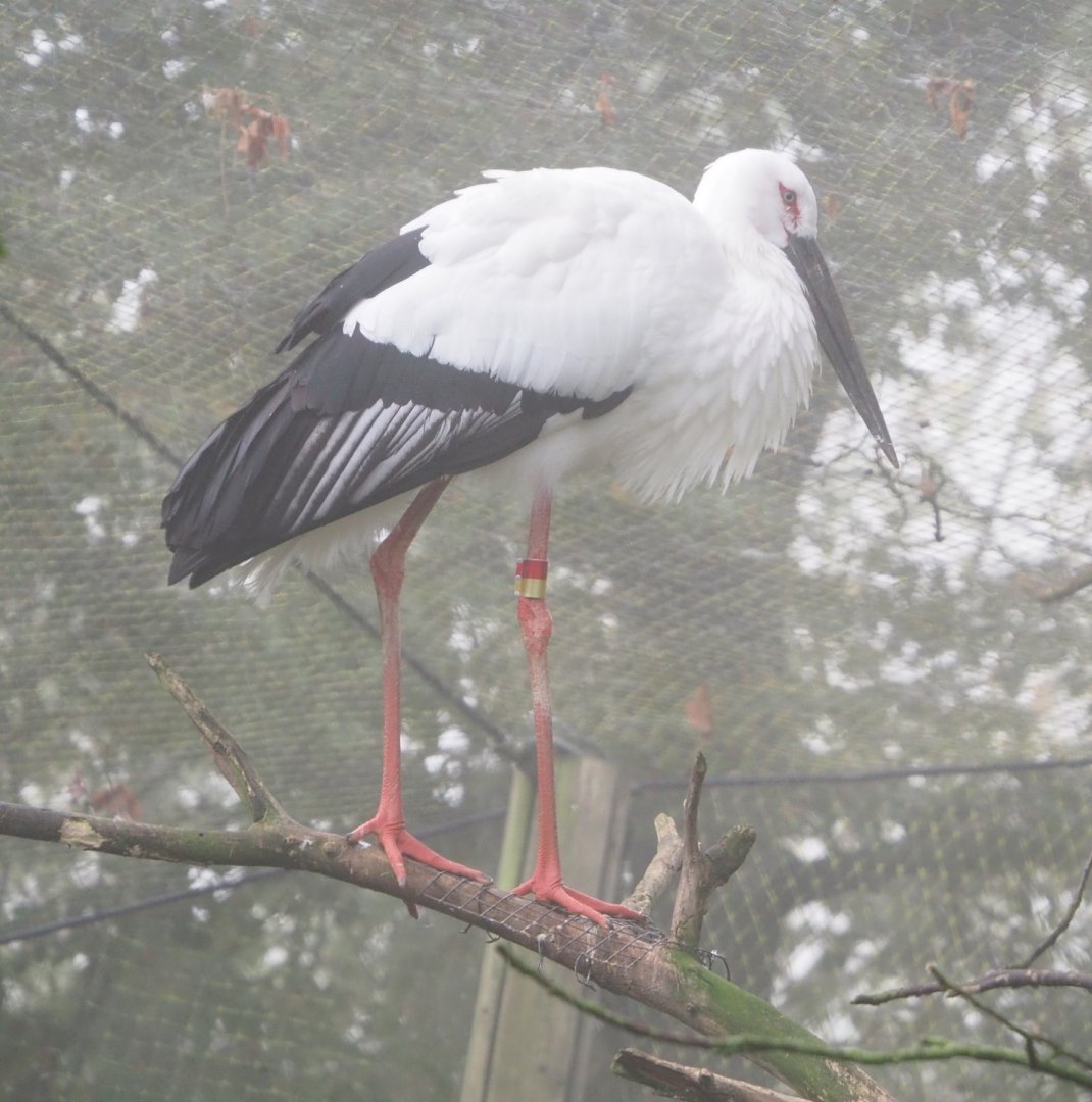 Oriental white stork (Ciconia boyciana), 2021-10-10