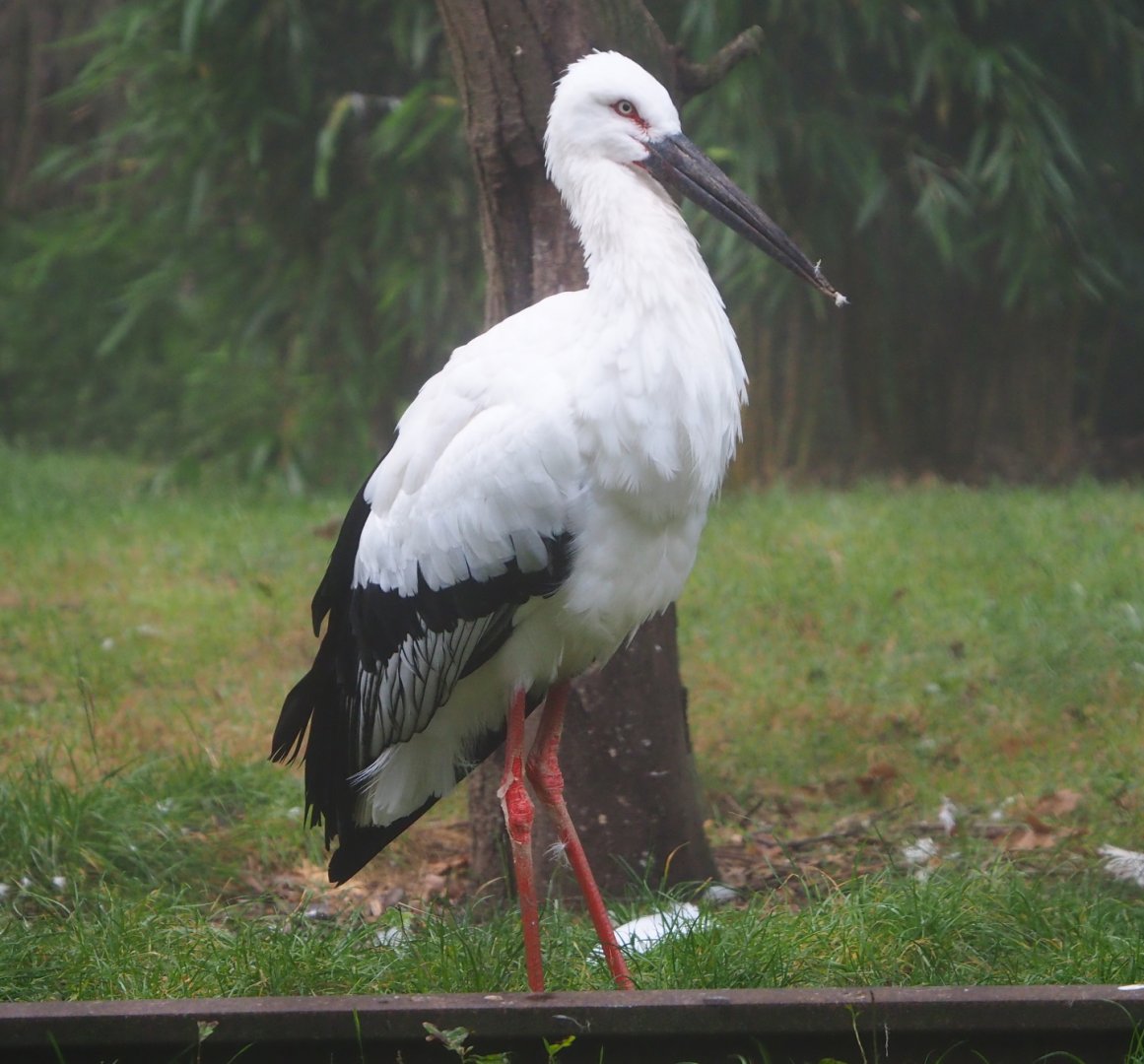 Oriental white stork (Ciconia boyciana), 2021-10-10