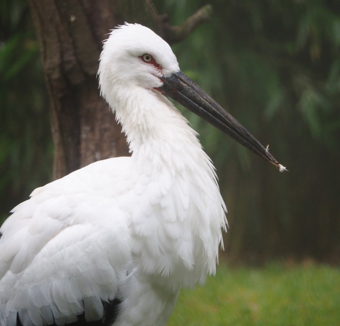 Oriental white stork (Ciconia boyciana), 2021-10-10