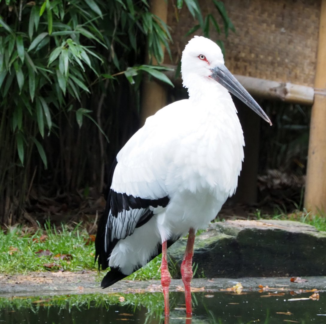 Oriental white stork (Ciconia boyciana), 2021-11-06