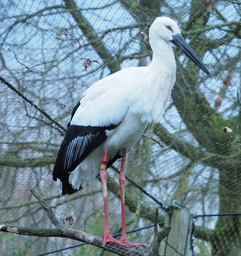 Oriental white stork (Ciconia boyciana), 2022-01-02