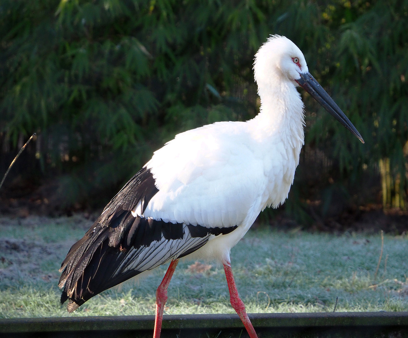 Oriental white stork (Ciconia boyciana), 2022-02-12
