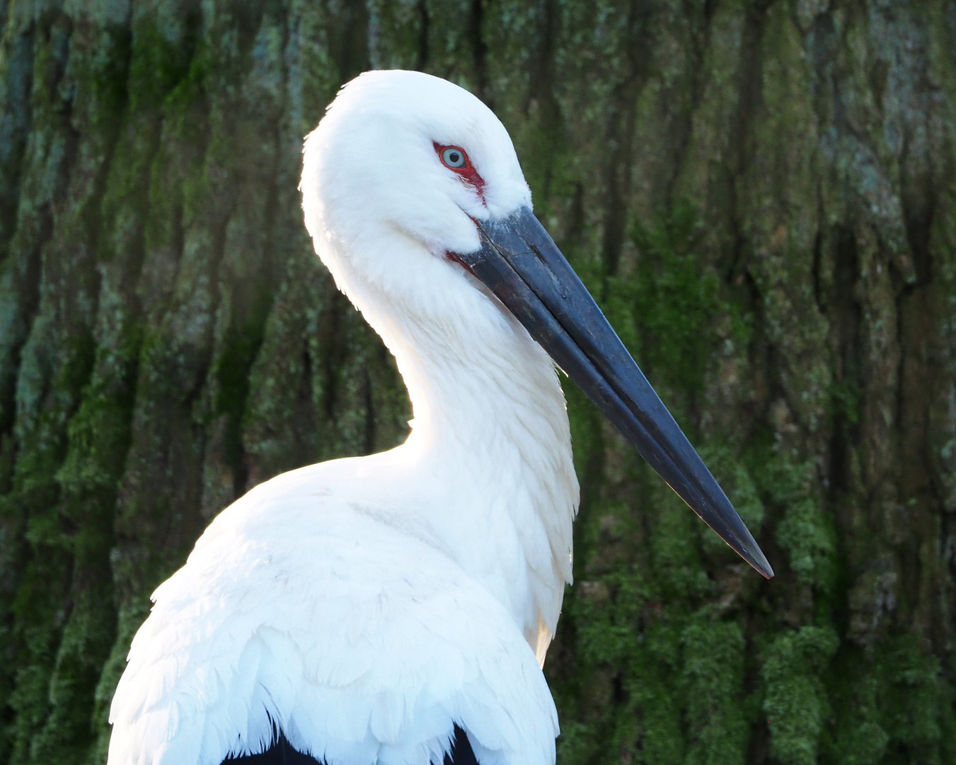 Oriental white stork (Ciconia boyciana), 2022-02-12