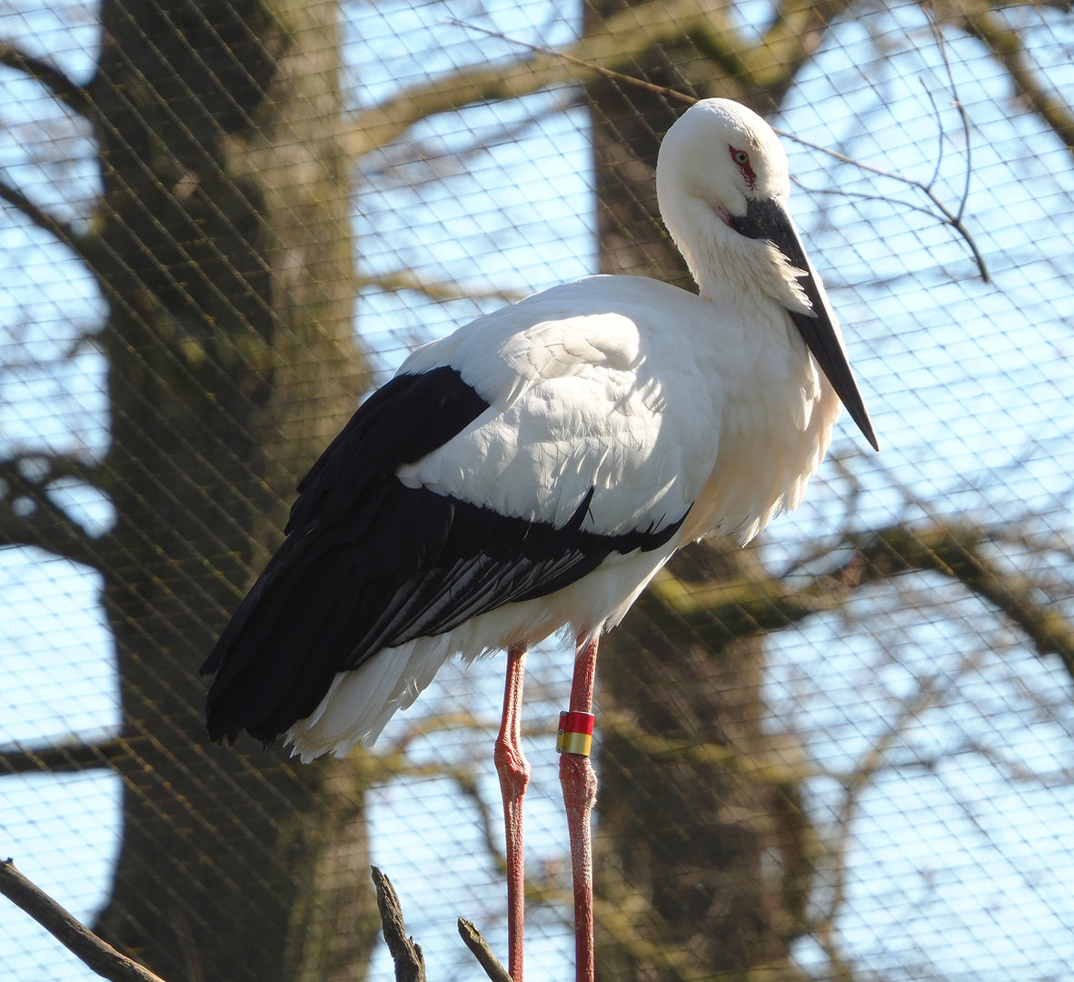 Oriental white stork (Ciconia boyciana), 2022-03-08
