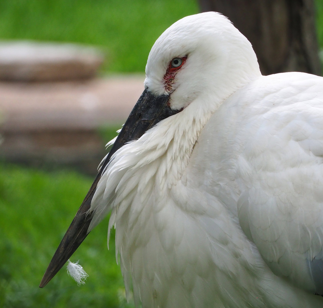 Oriental white stork (Ciconia boyciana), 2022-05-28