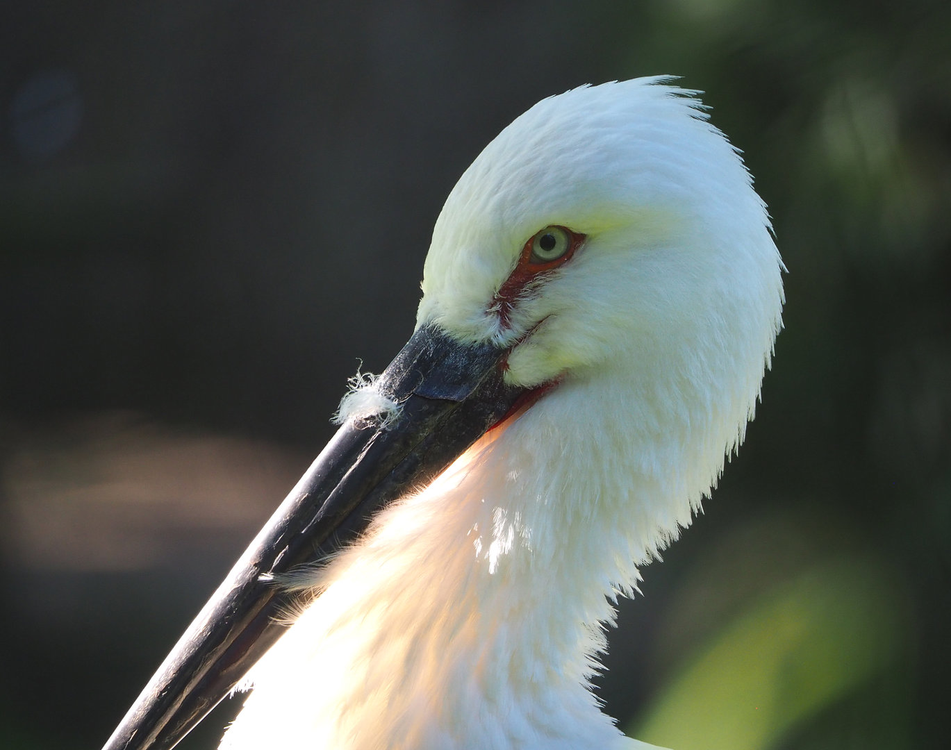 Oriental white stork (Ciconia boyciana), 2022-06-15